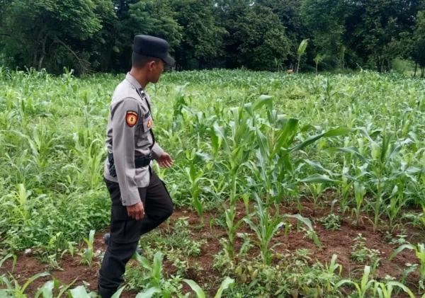 Polsek Serang Pantau Lahan Jagung di Perumnas Ciracas, Dukung Ketahanan Pangan Nasional