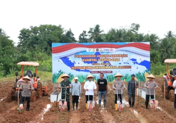Polda Banten Tanam Jagung Serentak Kuartal I 2026, Dukung Swasembada Pangan Nasional