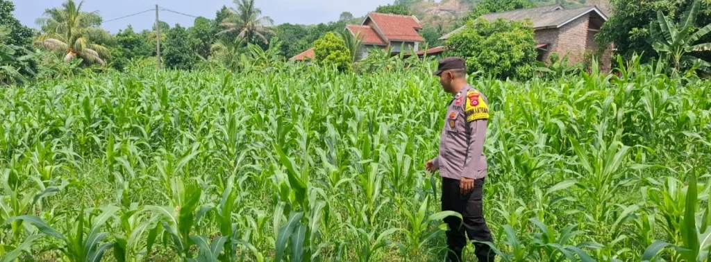 Kapolsek Puloampel dan Bhabinkamtibmas Pantau Lahan Jagung Kelompok Tani di Cilegon