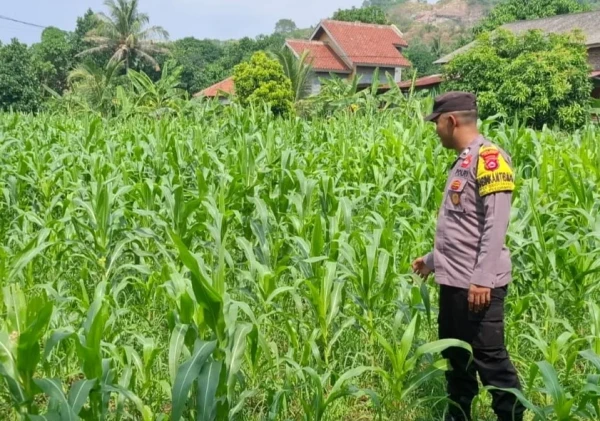 Kapolsek Puloampel dan Bhabinkamtibmas Pantau Lahan Jagung Kelompok Tani di Cilegon