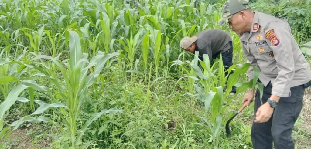 Kapolsek Serang Pantau Lahan Jagung di Perumnas Ciracas, Dukung Ketahanan Pangan Nasional
