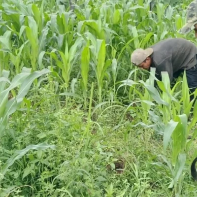 Kapolsek Serang Pantau Lahan Jagung di Perumnas Ciracas, Dukung Ketahanan Pangan Nasional