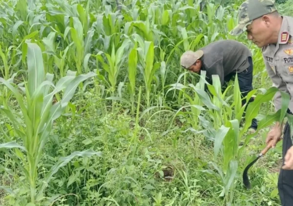 Kapolsek Serang Pantau Lahan Jagung di Perumnas Ciracas, Dukung Ketahanan Pangan Nasional