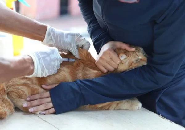 Pemkot Tangerang Sediakan Vaksinasi Rabies Gratis Selama Ramadan, Ini Jadwalnya
