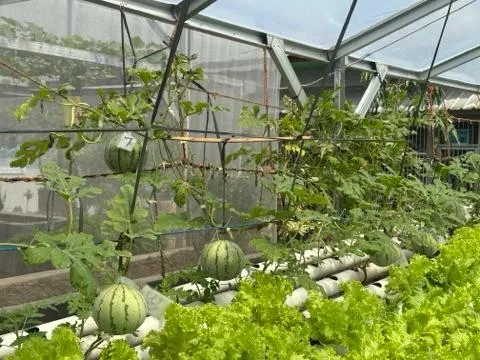 Warga Binaan Lapas Bandar Lampung Sukses Budidaya Semangka Hidroponik