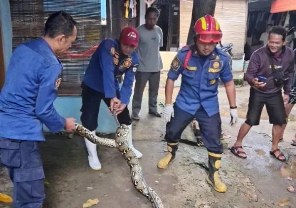 Damkar Pinang Tangerang Evakuasi Ular Sanca 3 Meter dari Plafon Kamar Mandi