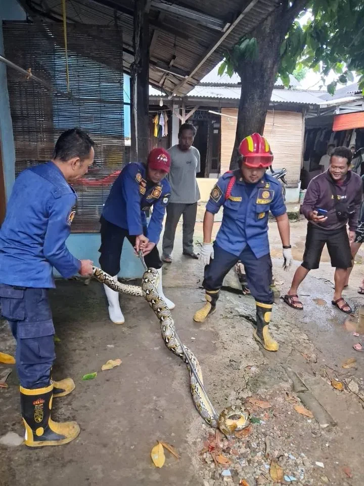 Damkar Tangerang Evakuasi Ular Sanca 3 Meter dari Plafon Kamar Mandi Warga