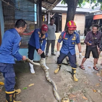Ular Sanca 3 Meter Dievakuasi dari Plafon Kamar Mandi Warga Pinang Tangerang