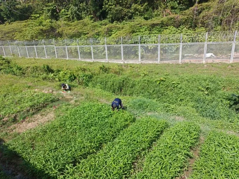 Warga Binaan Lapas Nirbaya Panen 41 Kg Kangkung dari Lahan Kosong