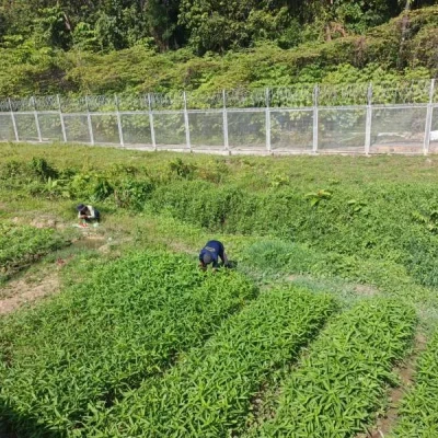 Warga Binaan Lapas Nirbaya Panen 41 Kg Kangkung dari Lahan Kosong