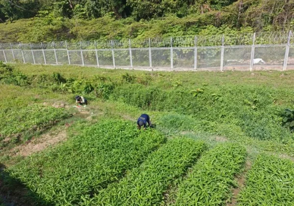 Warga Binaan Lapas Nirbaya Panen 41 Kg Kangkung dari Lahan Kosong