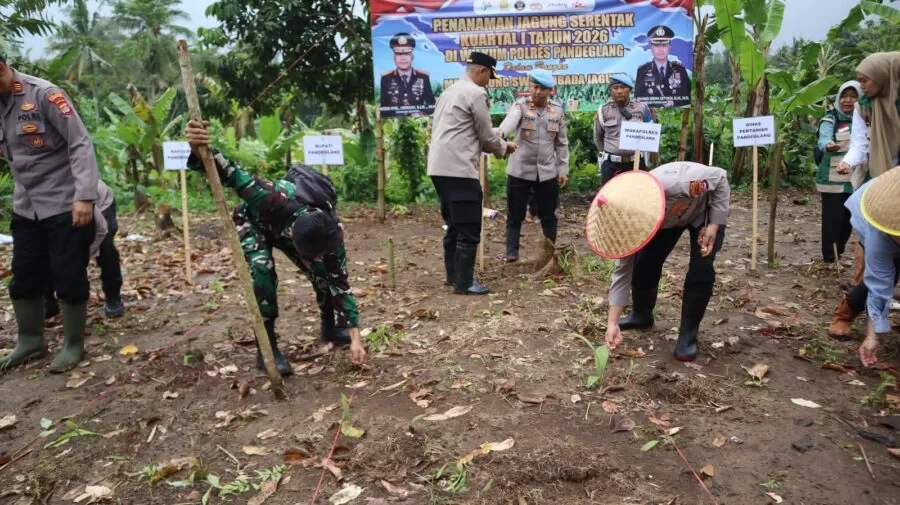 Polres Pandeglang Tanam Jagung Serentak di Kalanganyar, Perkuat Ketahanan Pangan