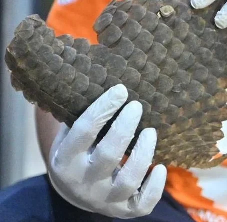 Geopix Apresiasi Pengungkapan 3 Ton Sisik Trenggiling di Tanjung Priok