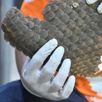 Geopix Apresiasi Pengungkapan 3 Ton Sisik Trenggiling di Tanjung Priok