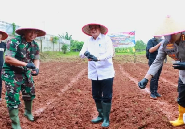Bupati Tangerang dan Forkopimda Tanam Jagung Hibrida Serentak Perkuat Ketahanan Pangan