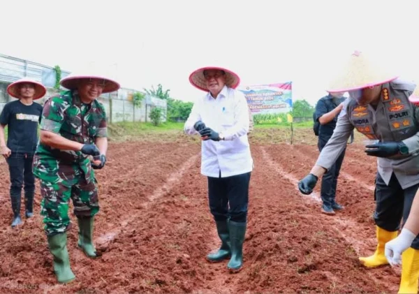 Bupati Tangerang dan Forkopimda Tanam Jagung Hibrida, Antisipasi Krisis Pangan Global