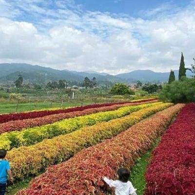 Liburan Keluarga ke Bandung 2025? Ini 6 Tempat Wisata Favorit yang Wajib Kamu Kunjungi