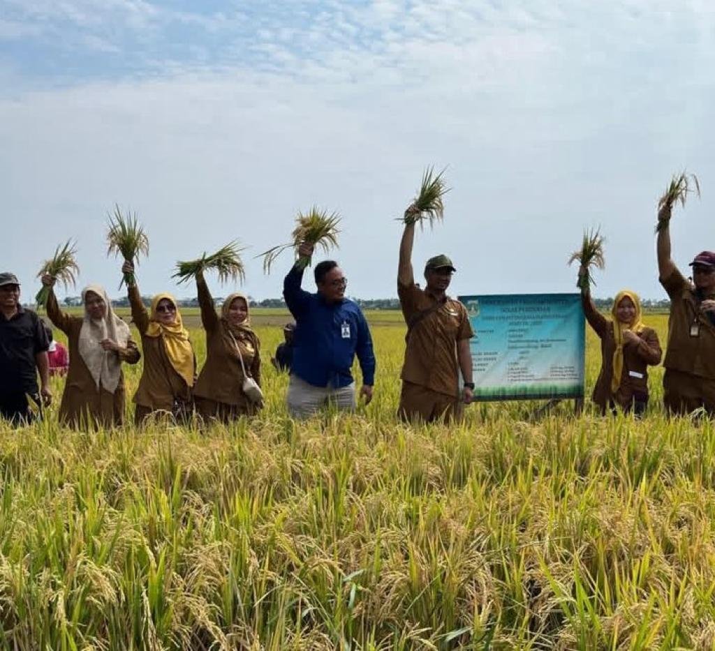 Dinas Pertanian Banten Monitoring Denfarm Intensifikasi Padi, Produktivitas Capai 7,8 Ton per Hektare