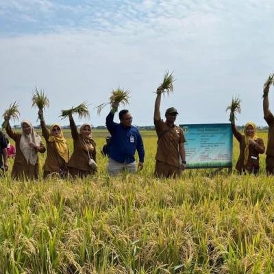 Dinas Pertanian Banten Monitoring Denfarm Intensifikasi Padi, Produktivitas Capai 7,8 Ton per Hektare