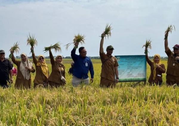 Dinas Pertanian Banten Monitoring Denfarm Intensifikasi Padi, Produktivitas Capai 7,8 Ton per Hektare