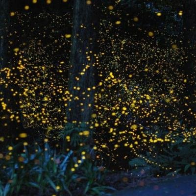 Voluntrip Bersama Anak Yatim: LAZ Al Azhar dan Kitabisa Tebarkan Kebahagiaan di Pulau Situ Gintung