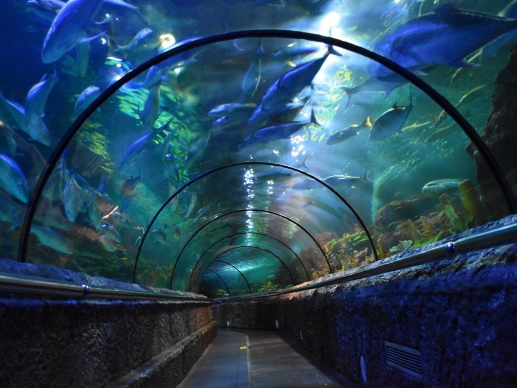 Keren! Nikmatnya Sensasi Berjalan Sambil Dikelilingi Biota Laut Yang Eksotis Di Wisata Aquarium Sea World Ancol