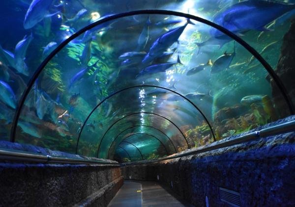 Keren! Nikmatnya Sensasi Berjalan Sambil Dikelilingi Biota Laut Yang Eksotis Di Wisata Aquarium Sea World Ancol