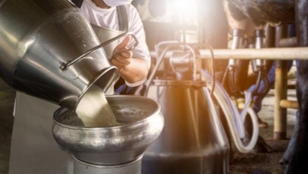 Mengungkap Proses Perubahan Warna pada Susu: Dari Susu Sapi Segar ke Pasteurisasi
