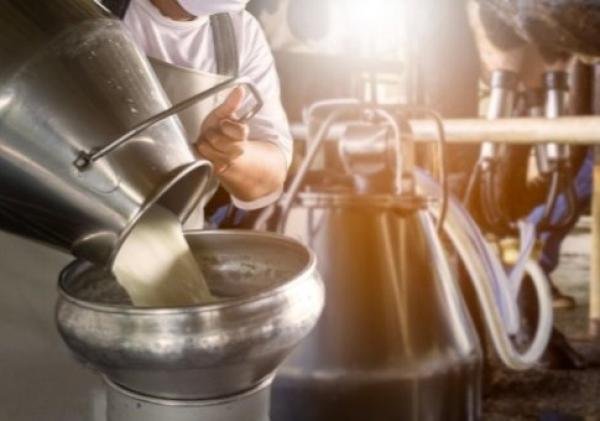 Mengungkap Proses Perubahan Warna pada Susu: Dari Susu Sapi Segar ke Pasteurisasi