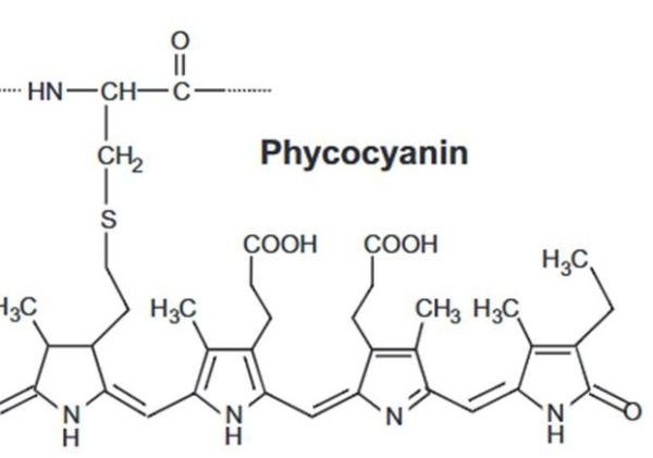 Fikosianin: Pigmen Biru Alami dari Mikroalga yang Kaya Manfaat