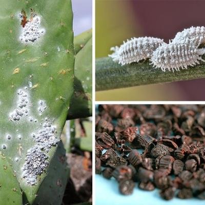 Fakta Menarik Cochineal: Pewarna Merah Alami dari Serangga di Balik Produk Makanan Populer