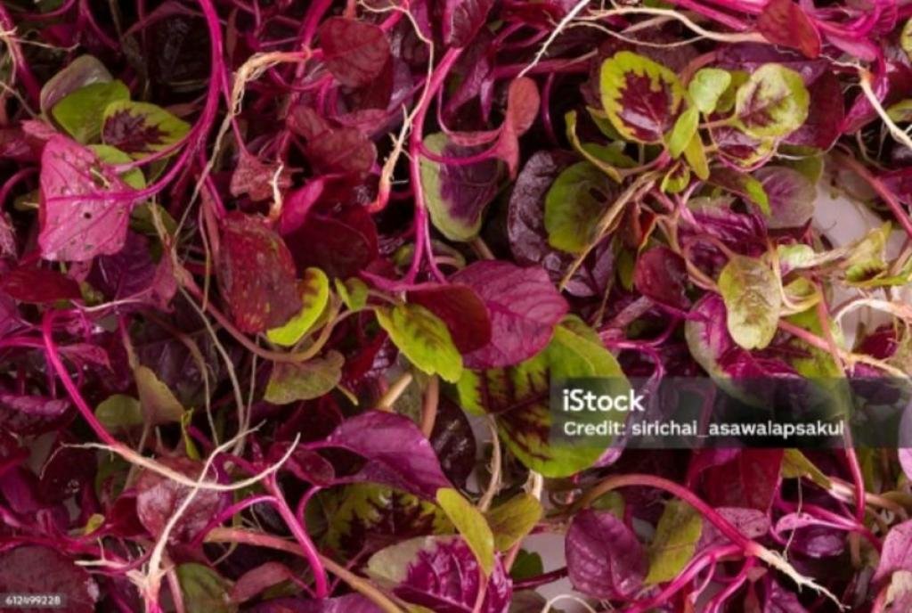 Fenomena Air Rebusan Bayam: Mengapa Air Rebusan Bayam Merah Berubah Merah, Sementara Bayam Hijau Tetap Bening?