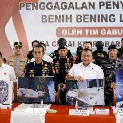 Polri Gagalkan Penyulundupan 151.000 Benih Lobster, Potensi Kerugian Negara Capai Rp15,1 Miliar