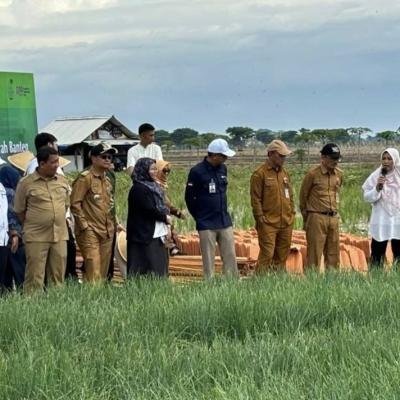 Dinas Pertanian Banten dan BI Wilayah Banten Bersinergi Tingkatkan Produksi Bawang Merah