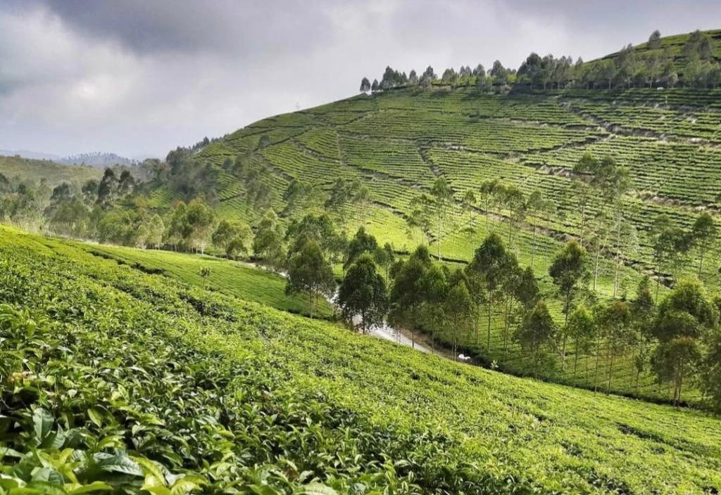 Pesona Wisata Kaligua Brebes: Keindahan Perkebunan Teh dan Pemandangan Alam yang Memukau