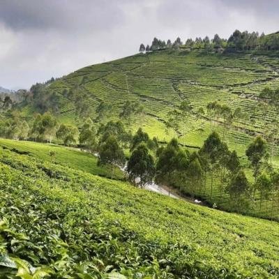 Pesona Wisata Kaligua Brebes: Keindahan Perkebunan Teh dan Pemandangan Alam yang Memukau