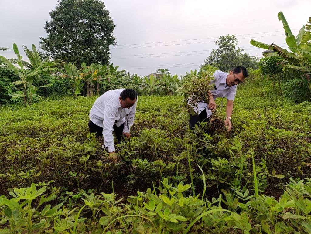 Panen 50 Kg Kacang Tanah di Lapas Serang: Apa Saja Dampaknya untuk Warga Binaan?