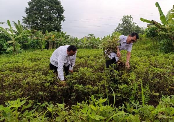 Panen 50 Kg Kacang Tanah di Lapas Serang: Apa Saja Dampaknya untuk Warga Binaan?