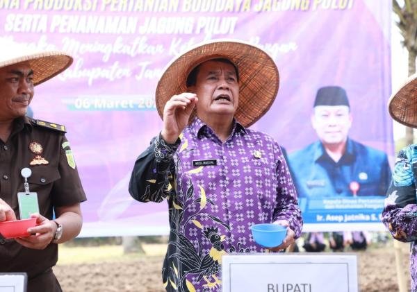 Bupati Tangerang Serahkan Bantuan Pertanian dan Tanam Jagung Pulut untuk Perkuat Ketahanan Pangan