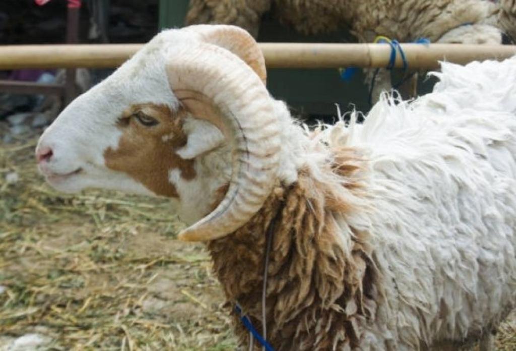 Harga Kurban Idul Adha 2025 dan Tips Memilih Hewan Kurban yang Sehat