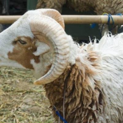 Harga Kurban Idul Adha 2025 dan Tips Memilih Hewan Kurban yang Sehat