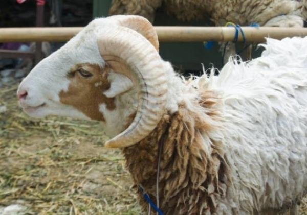 Harga Kurban Idul Adha 2025 dan Tips Memilih Hewan Kurban yang Sehat