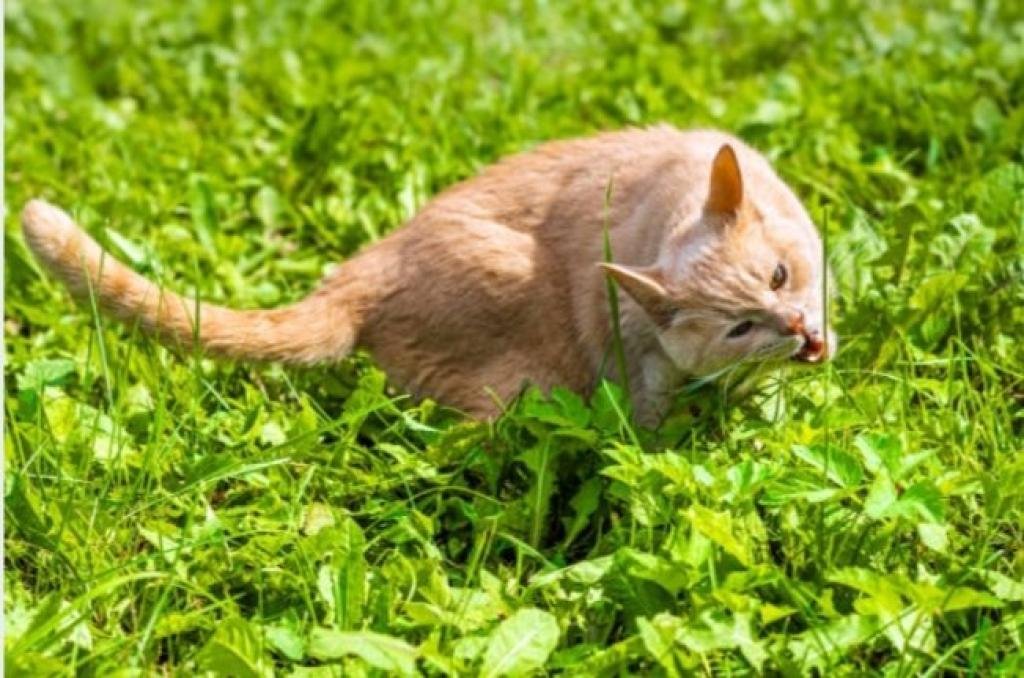 Mengungkap Misteri Kucing, Muntah Setelah Makan Rumput