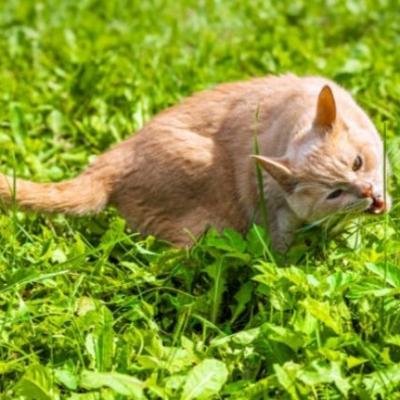 Mengungkap Misteri Kucing, Muntah Setelah Makan Rumput