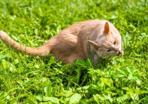 Mengungkap Misteri Kucing, Muntah Setelah Makan Rumput