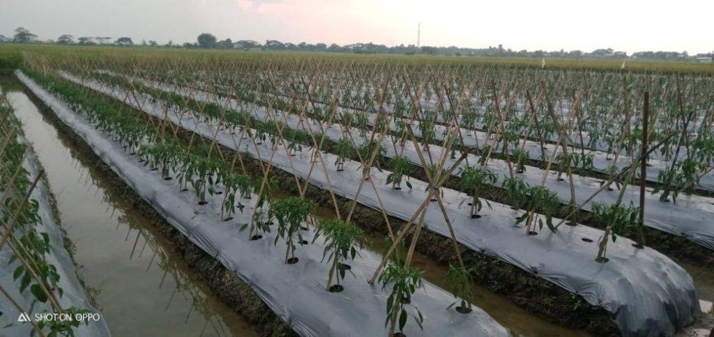 Uji Coba Tanam Cabai di Sukajaya, Petani Pontang Bidik Panen Berlipat