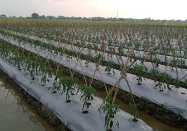 Uji Coba Tanam Cabai di Sukajaya, Petani Pontang Bidik Panen Berlipat