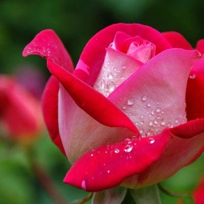 Memahami Red Flag dalam Hubungan: Tanda Peringatan yang Harus Diketahui