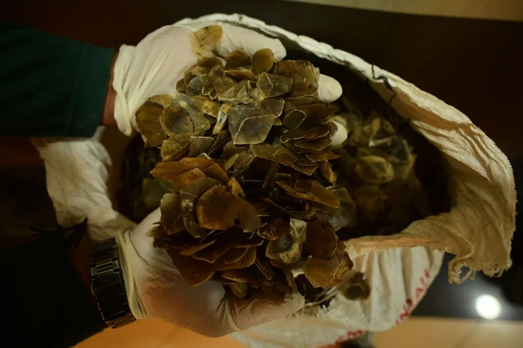 Kasus Penyelundupan Sisik Trenggiling Terungkap, Geopix Minta Jaringan Perdagangan Satwa Liar Dibongkar