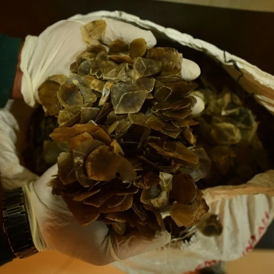 Kasus Penyelundupan Sisik Trenggiling Terungkap, Geopix Minta Jaringan Perdagangan Satwa Liar Dibongkar